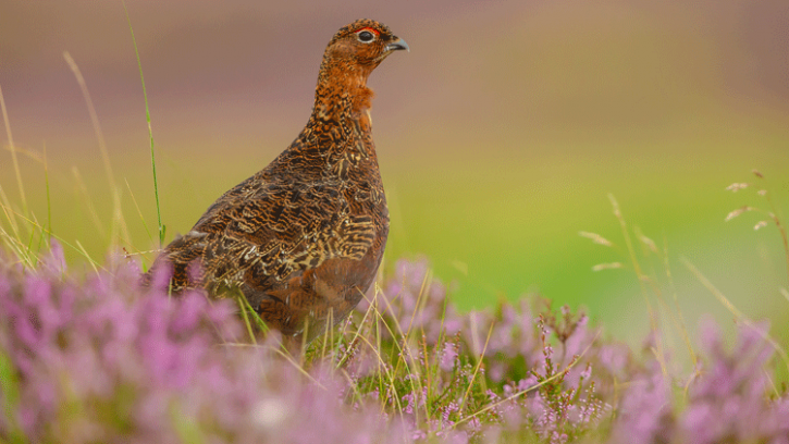 High grouse prices could see chefs opt not to put the game bird on the menu this year