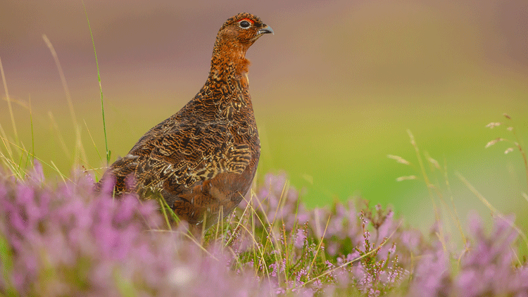 High grouse prices could mean chefs don’t put the wild bird on the menu this year